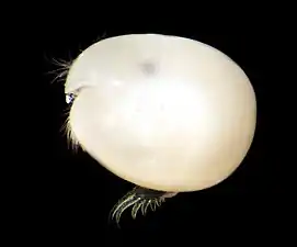 貝虫類