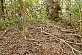 後円部から前方部を望む