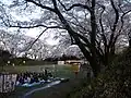 大田原城址の桜。現在は花見の名所として親しまれている。