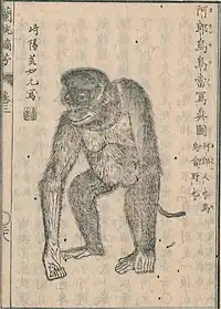 長崎に1800年に来たオランウータン