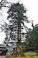 追手神社のモミ(国の天然記念物)