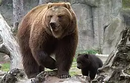 カムチャツカのヒグマ