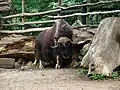 ジャコウウシ