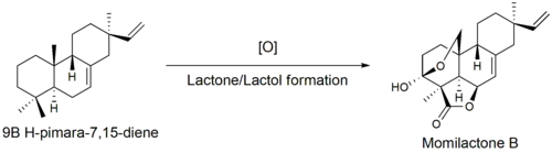 9β-pimara-7,15-dieneのMomilactone Bへの酸化