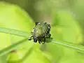 やや前から頭部を示す