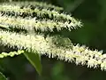 クリの雄花にやってきたところ体に花粉が付いているのが見える