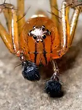 クモの雄