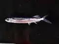 トビウオ(水中の状態)