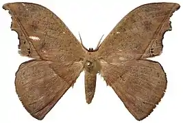 Oxytenis mirabilis（Oxytenidae科 または ヤママユガ科）, フランス領ギアナ