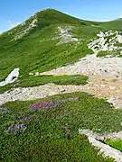 高山の砂礫地に生育する。