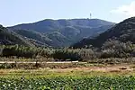 北麓の伊川津のキャベツ畑から望む大山
