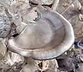 菌床栽培例 拡大