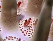 左:イバラヒトデ科の骨格(口側)右:オニヒトデの叉棘