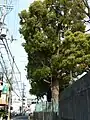 堤根神社の樟