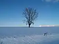 北海道美瑛町の冬（哲学の木）
