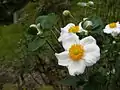 白花