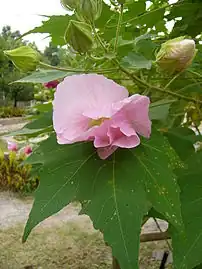 酔芙蓉(スイフヨウ)