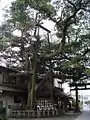 境内のタブノキ