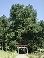 神戸の大イチョウ