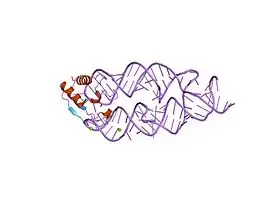 Methanocaldococcus jannaschii由来SRP19-7S.S SRP RNA複合体