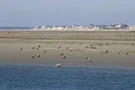 ソンム湾の浜で放牧されるヒツジ
