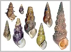 Pachychilidae shells