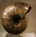 縫合線が露出したPachydiscus catarinae