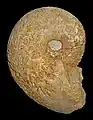 縫合線が露出したPachydiscus duelmensis