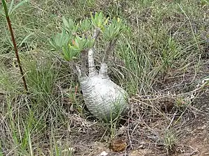 P. rosulatum subsp. gracilius（園芸名: 象牙宮）