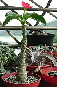 パキポディウム・バロニー