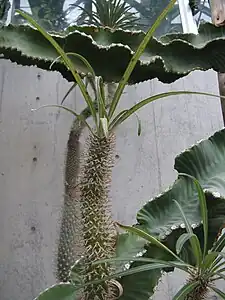 アアソウカイ
