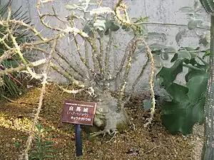 パキポディウム・サウンデルシー（園芸名: 白馬城）