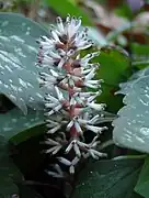 Pachysandra procumbens