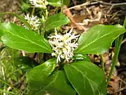 Pachysandra terminalisフッキソウ