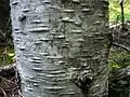 皮目のようなヤニ玉 A. amabilis