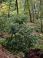 タイヘイヨウイチイ Taxus brevifolla