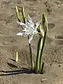 パンクラチューム マリチウム Pancratium  maritimum