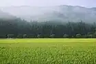 西納庫地区の田園