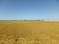 能代平野の水田