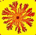 図 2: P. dendritiformis の枝型(先端分岐型)のコロニー: このコロニーの直径は6 cmである。コロニーの色は細胞密度を表し、黒色が強いほど密度が高い。