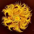 図 3: P. dendritiformis の非対称型のコロニー: このコロニーの直径は5 cmである。コロニーの色は細胞密度を表し、黄色が強いほど密度が高い。枝型と異なり、枝がカールを巻いている。