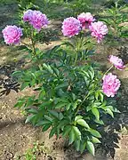 園芸品種「花篭」