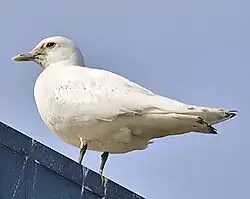 ゾウゲカモメ