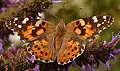 ヒメアカタテハ（V. cardui）