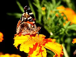 Vanessa indica