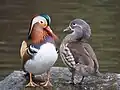 オス（左）とメス（右）、イングランドの野鳥保護区マーティン・ミアにて