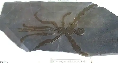 パレオイソプスの化石標本(頭部は左側に向く)