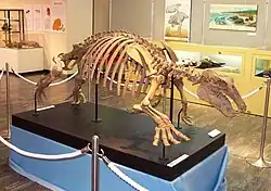 パレオパラドキシア梁川標本