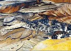 ブラジルカイマン (Paleosuchus trigonatus)