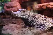 コビトカイマン (Paleosuchus palpebrosus)